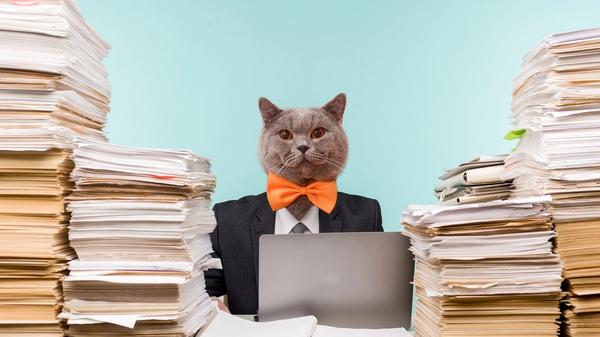 Cat in a suit and bowtie surrounded by paperwork
