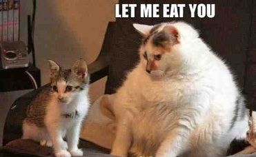 Fat cats feel the pressure