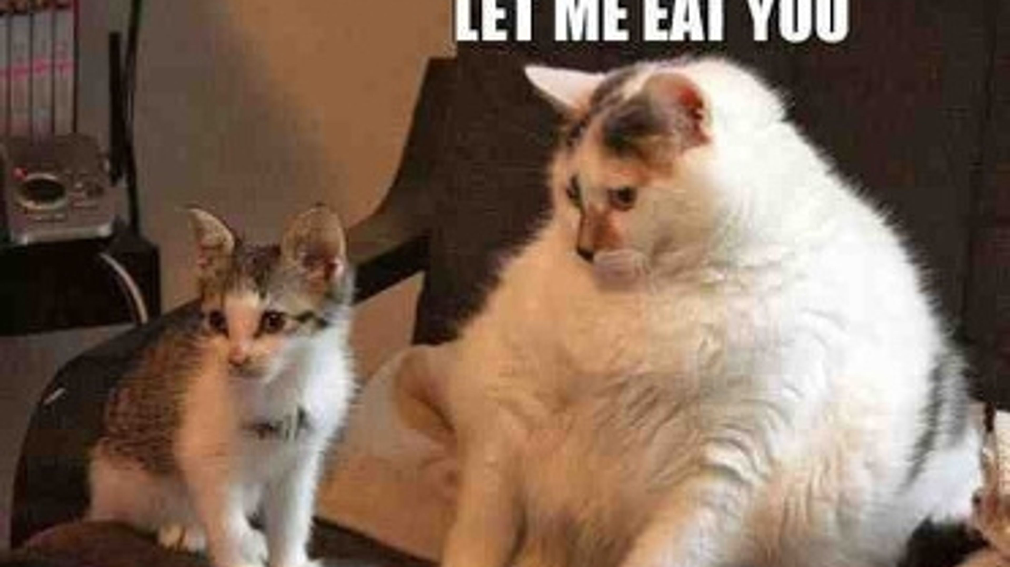 Fat cats feel the pressure