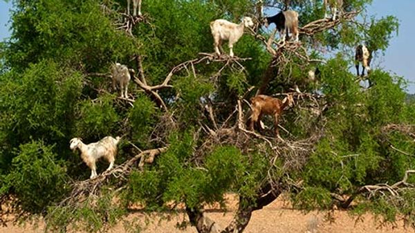 tree-climbing goats