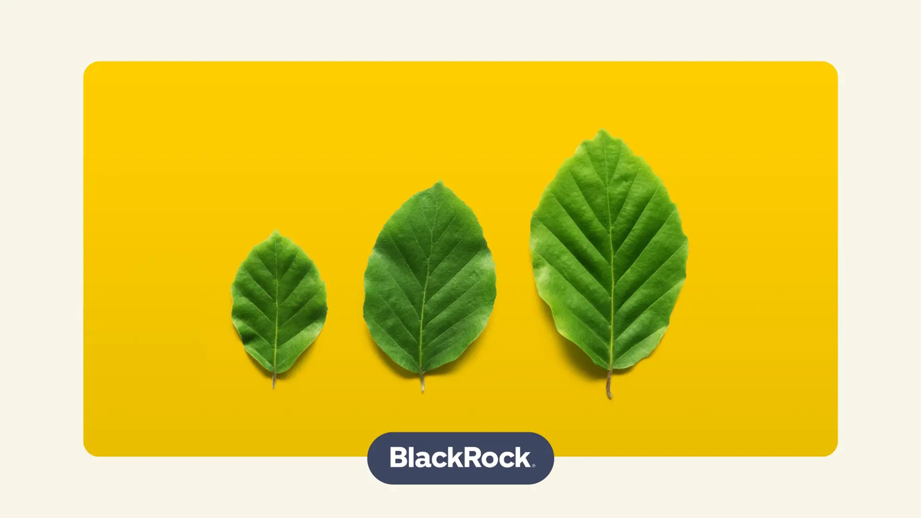How BlackRock provides dividends alongside capital growth