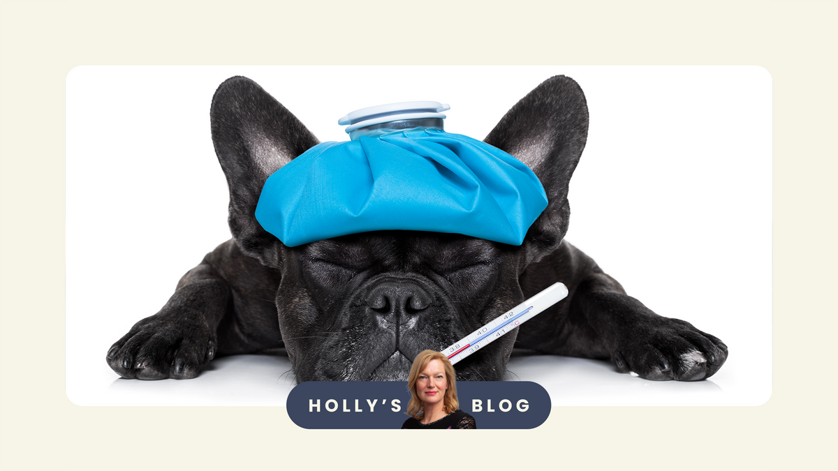 Cute dog having a fever due to mortgage rates pain