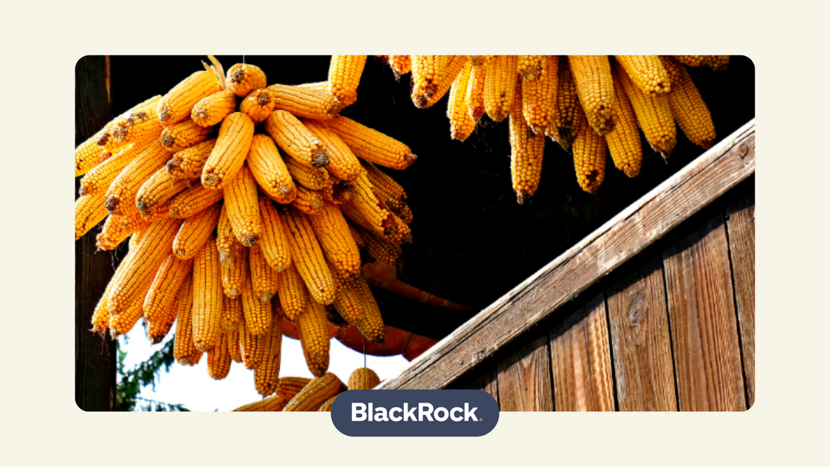 dried corn cobs as a representation of investing in smaller markets