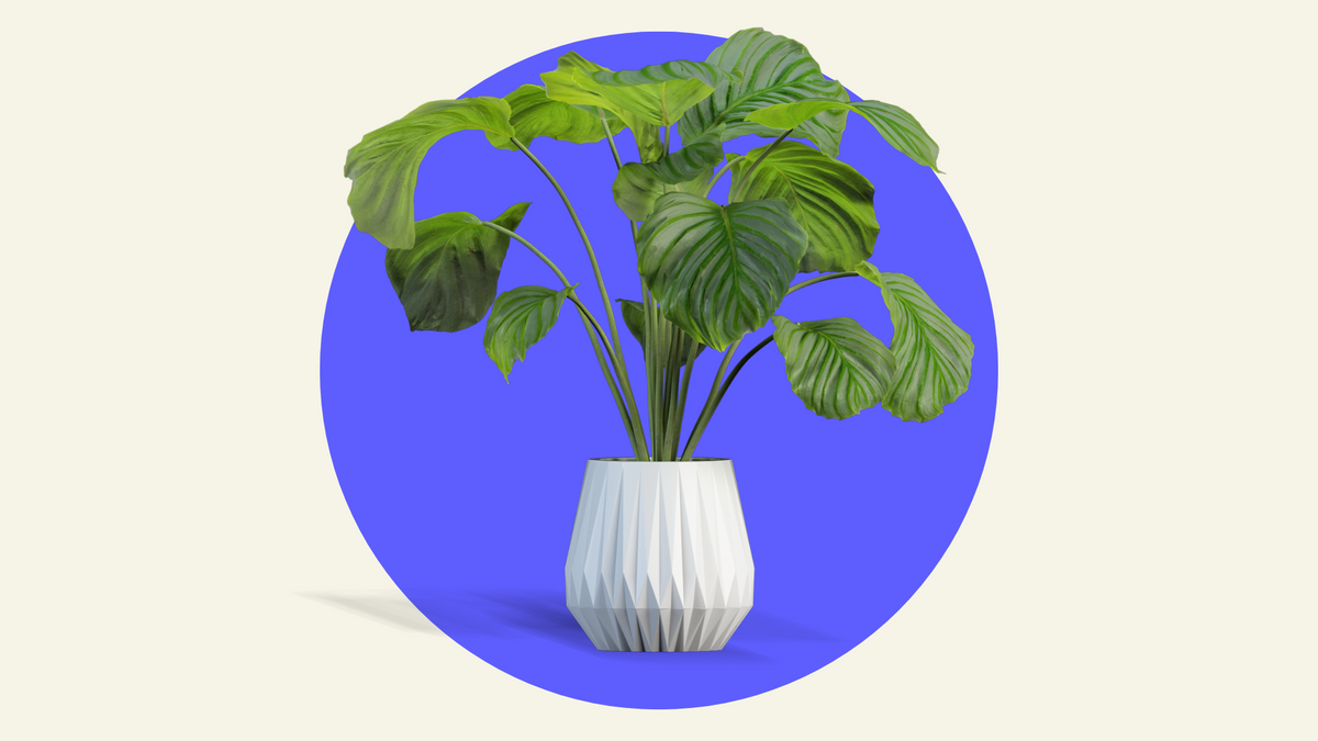 A leafy plant in a blue circle
