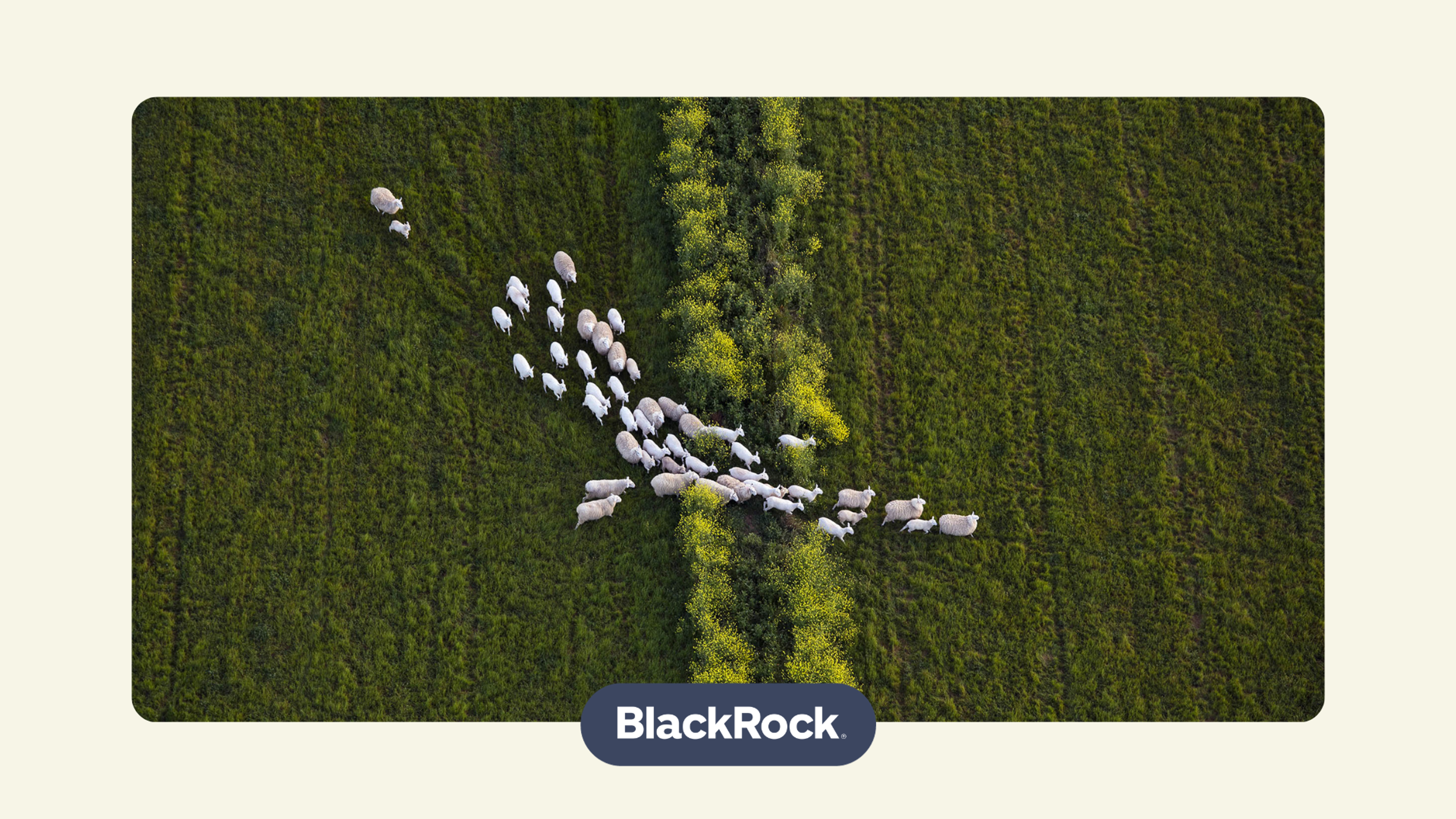 Sheep on a field