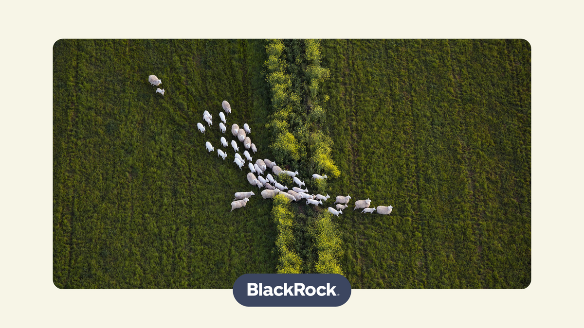 Sheep on a field