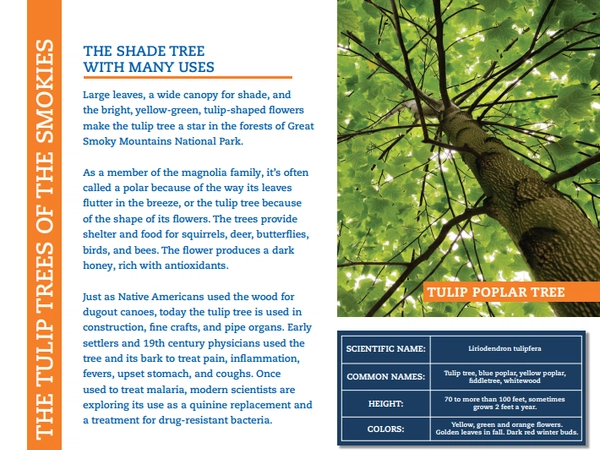 Tulip Tree