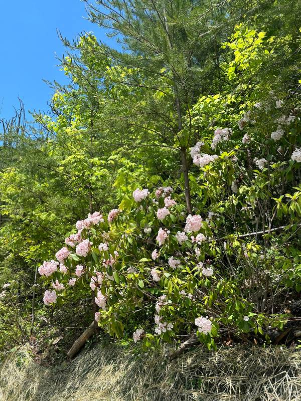mountain laurel on the hillside