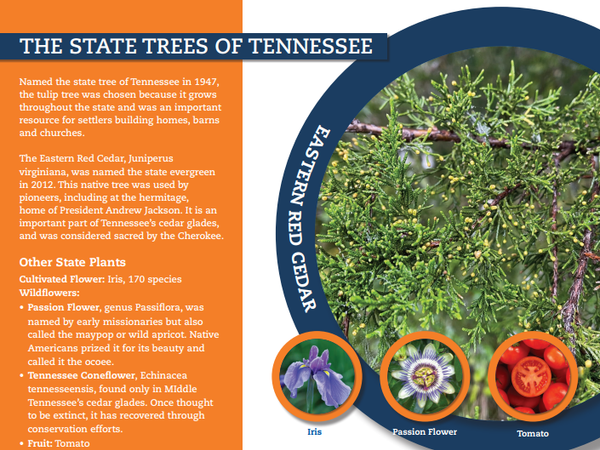 Tennessee State Tree