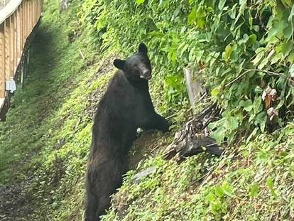 black bear at skypark