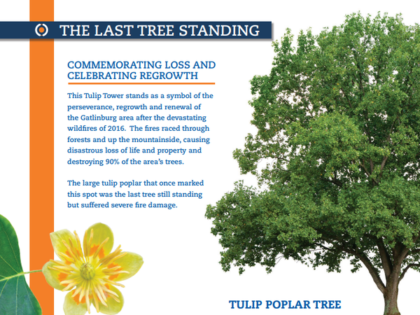 Last Tree Standing at SkyPark