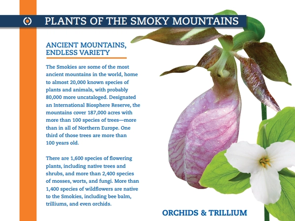 Plants of the Smoky Mountains