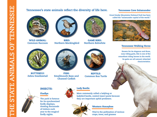 Tennessee Animals