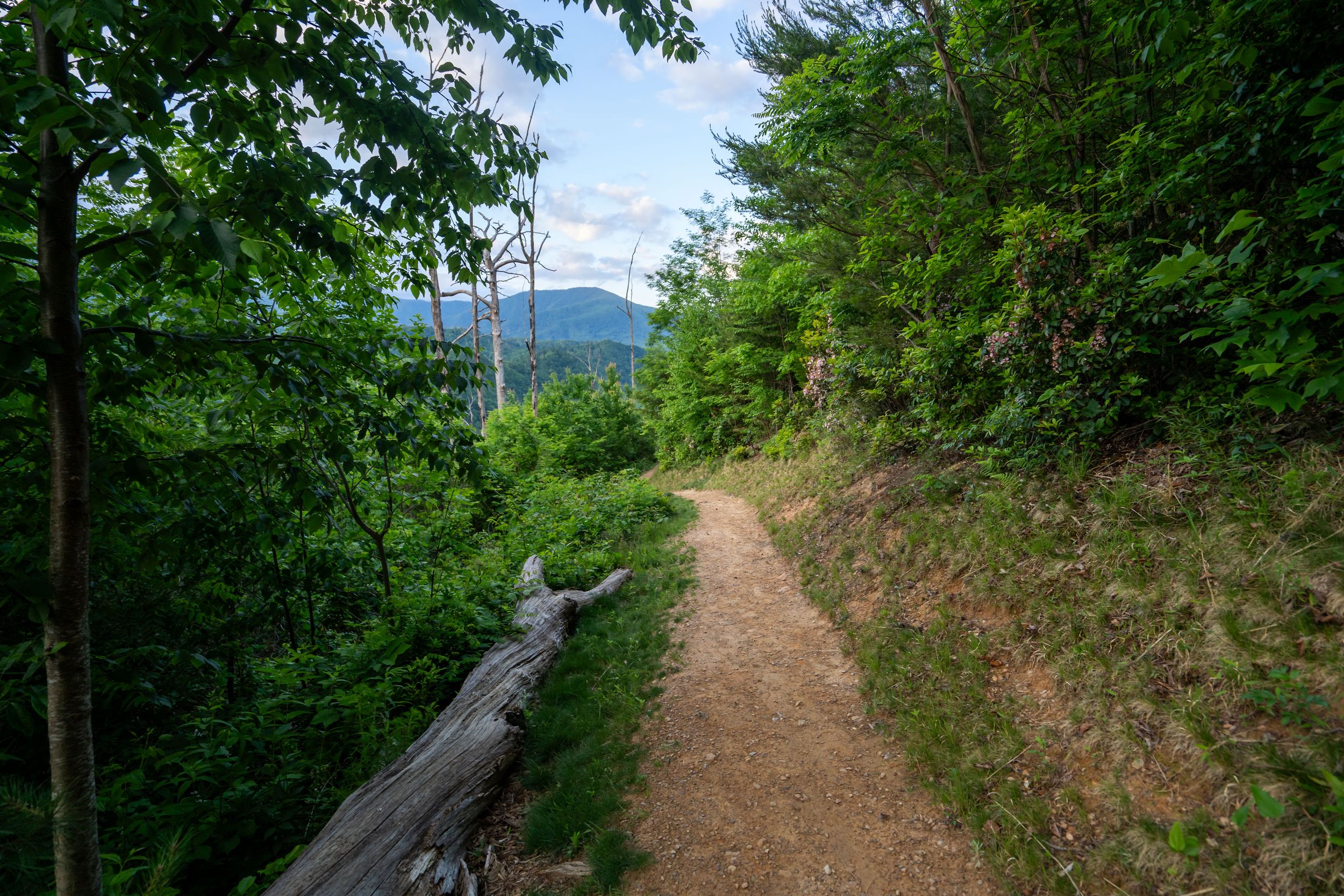 hiking trails at gatlinburg skypark