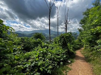 burn trees on hiking trail