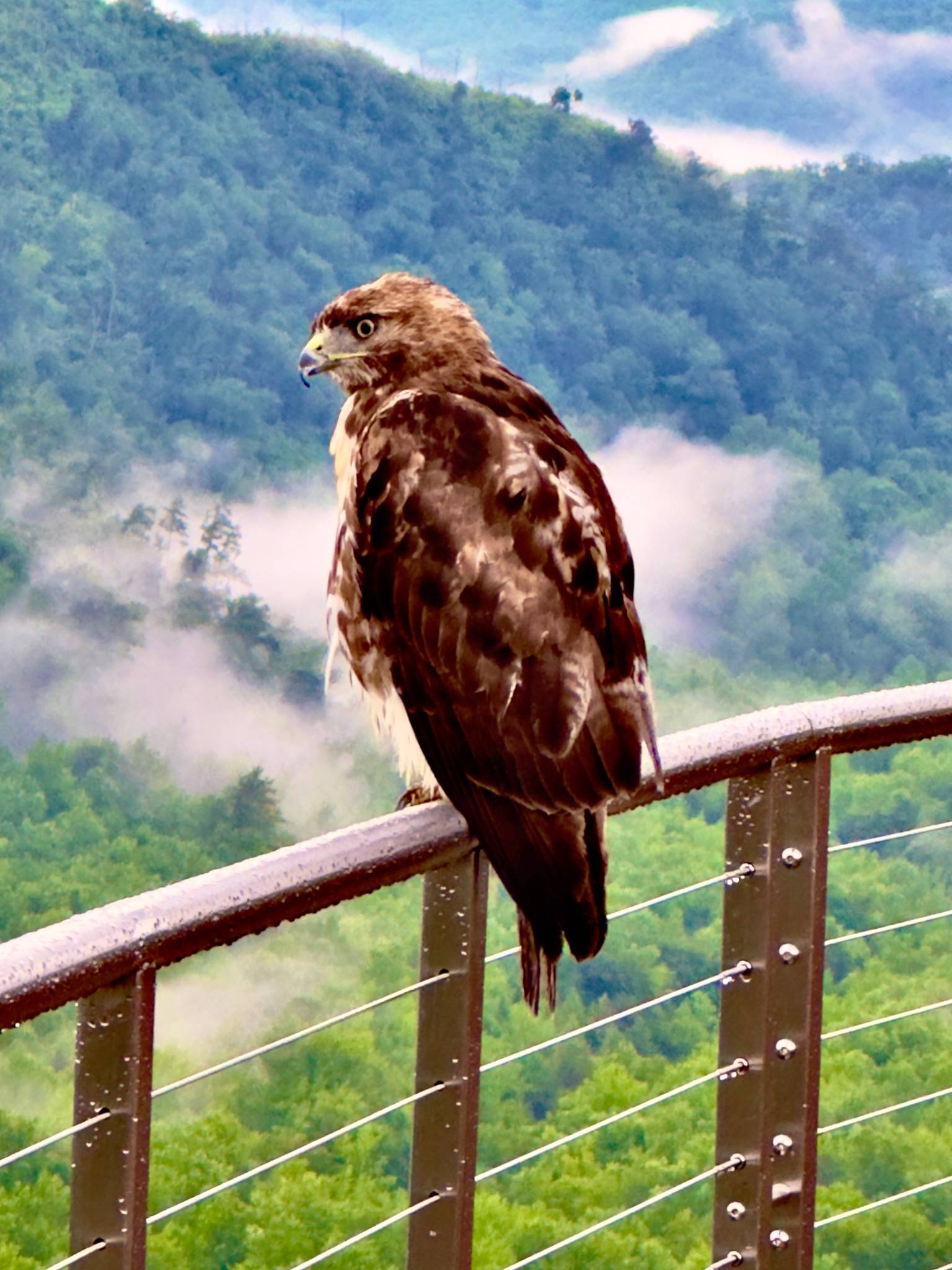 A Red Tailed Hawk at the SkyPark.