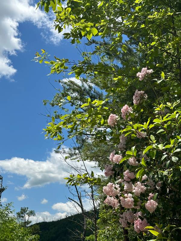 laurel photo from hiking trails