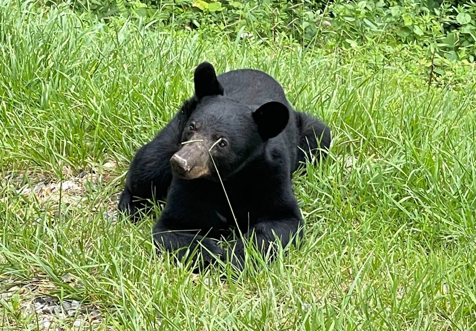 A Black Bear at the SkyPark.