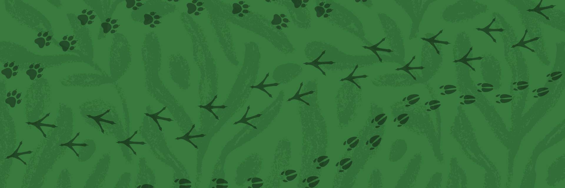 Summer drone image of Loon Mountain Resort trails