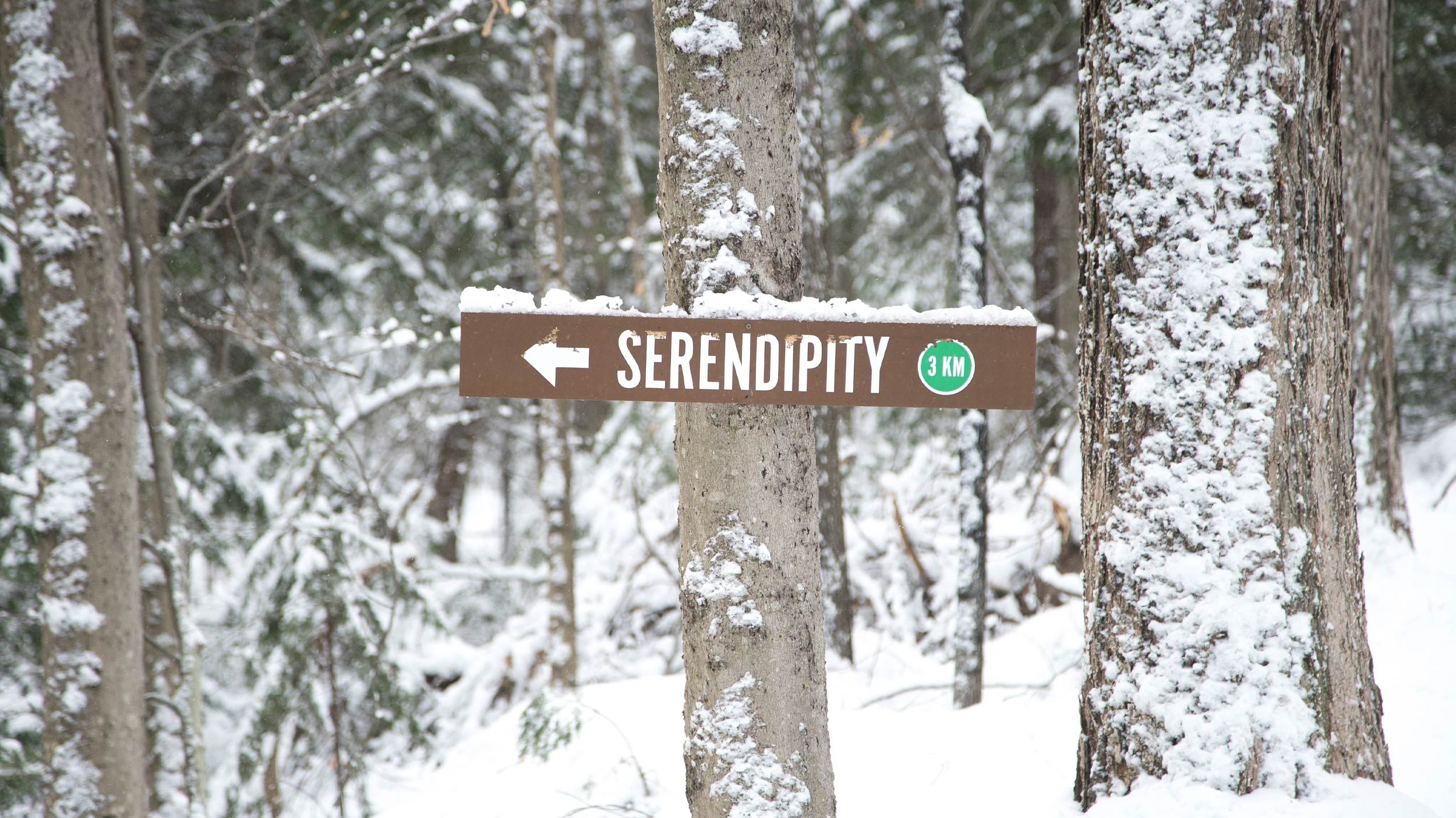 Serendipity cross-country trail sign