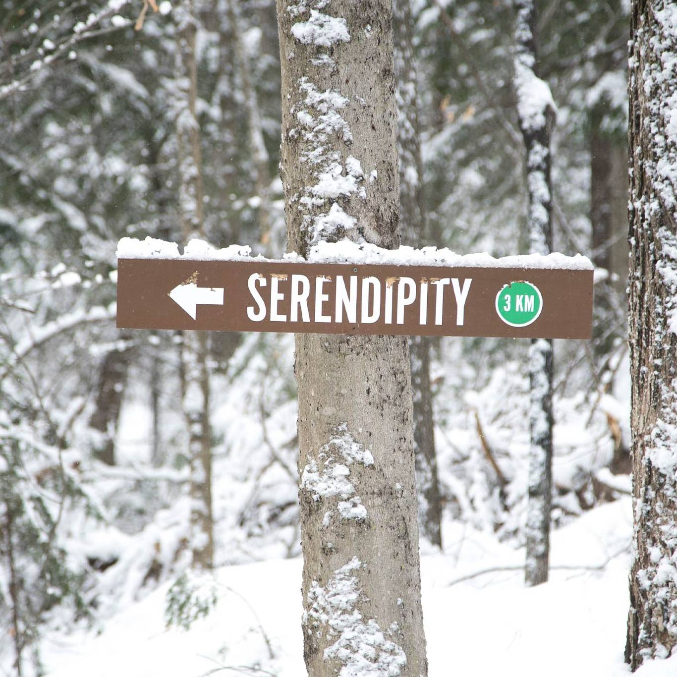 Serendipity cross-country trail sign