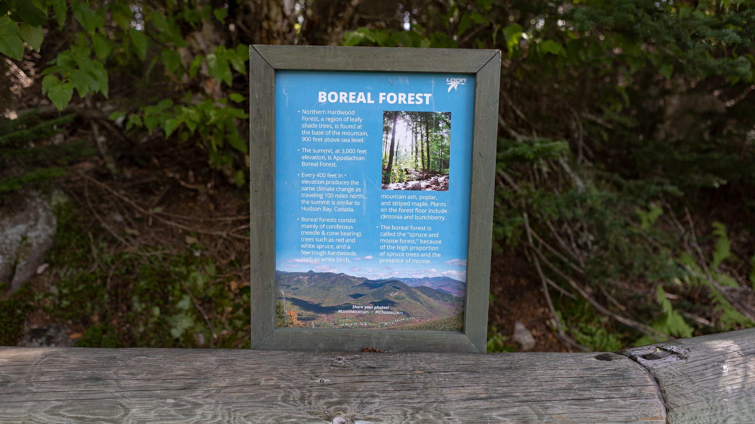 interpretive panel boreal forest