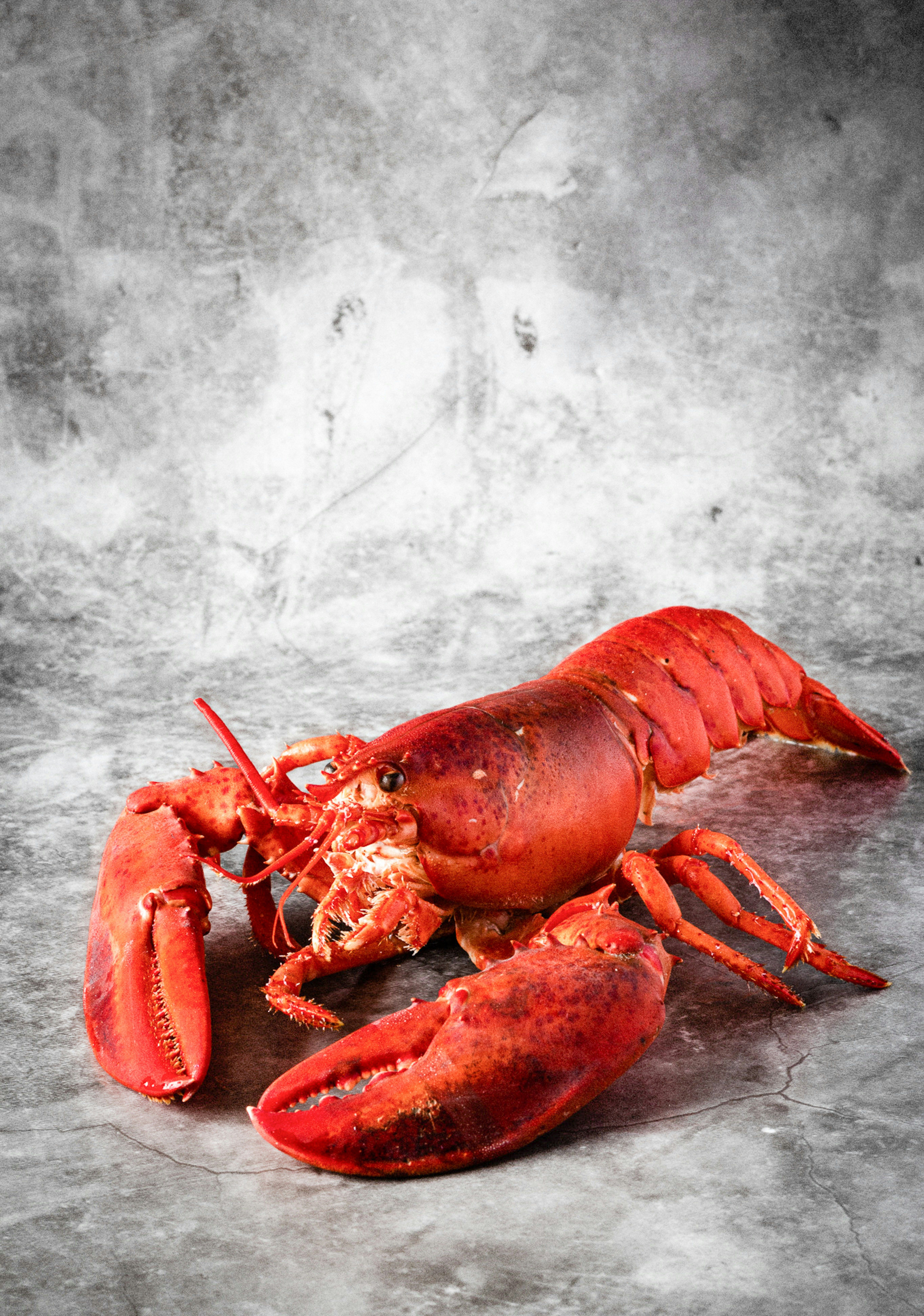 Lobster