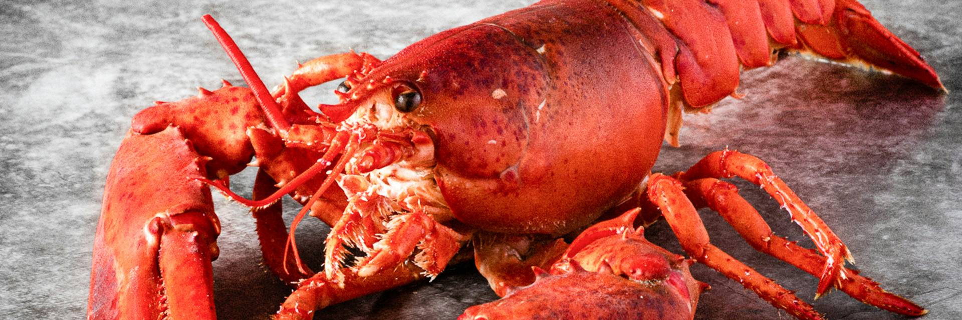Lobster