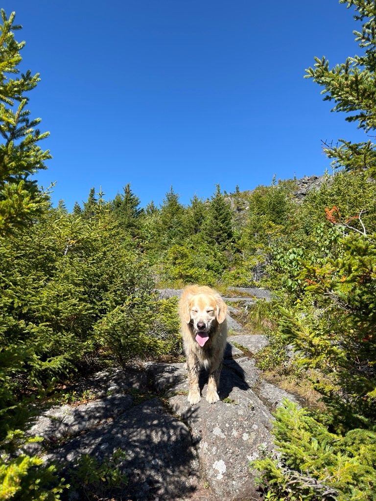 Archie on Burnt Mountain