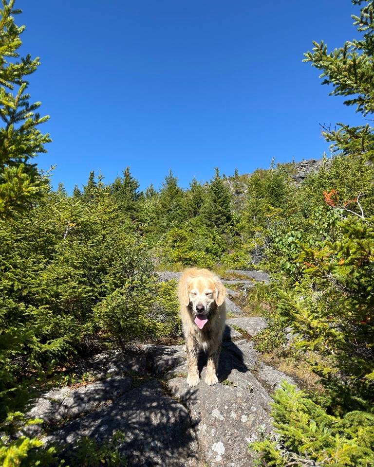 Archie on Burnt Mountain