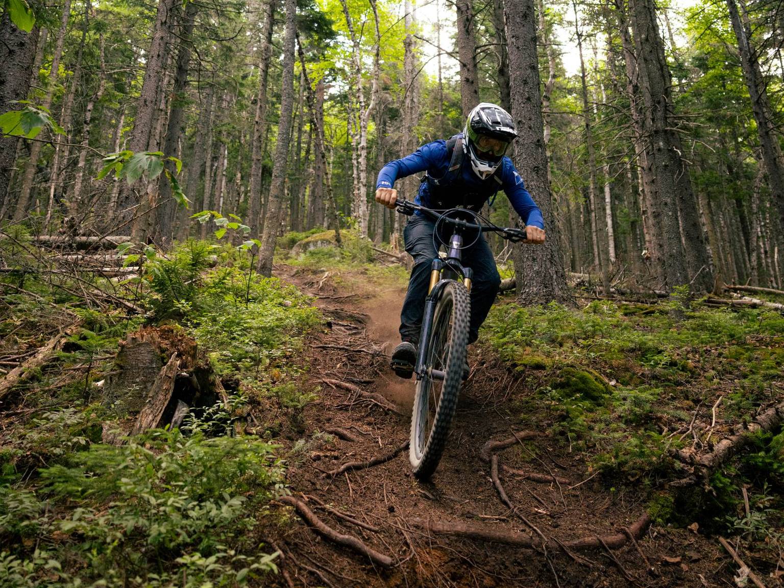 Biker on rooty trail