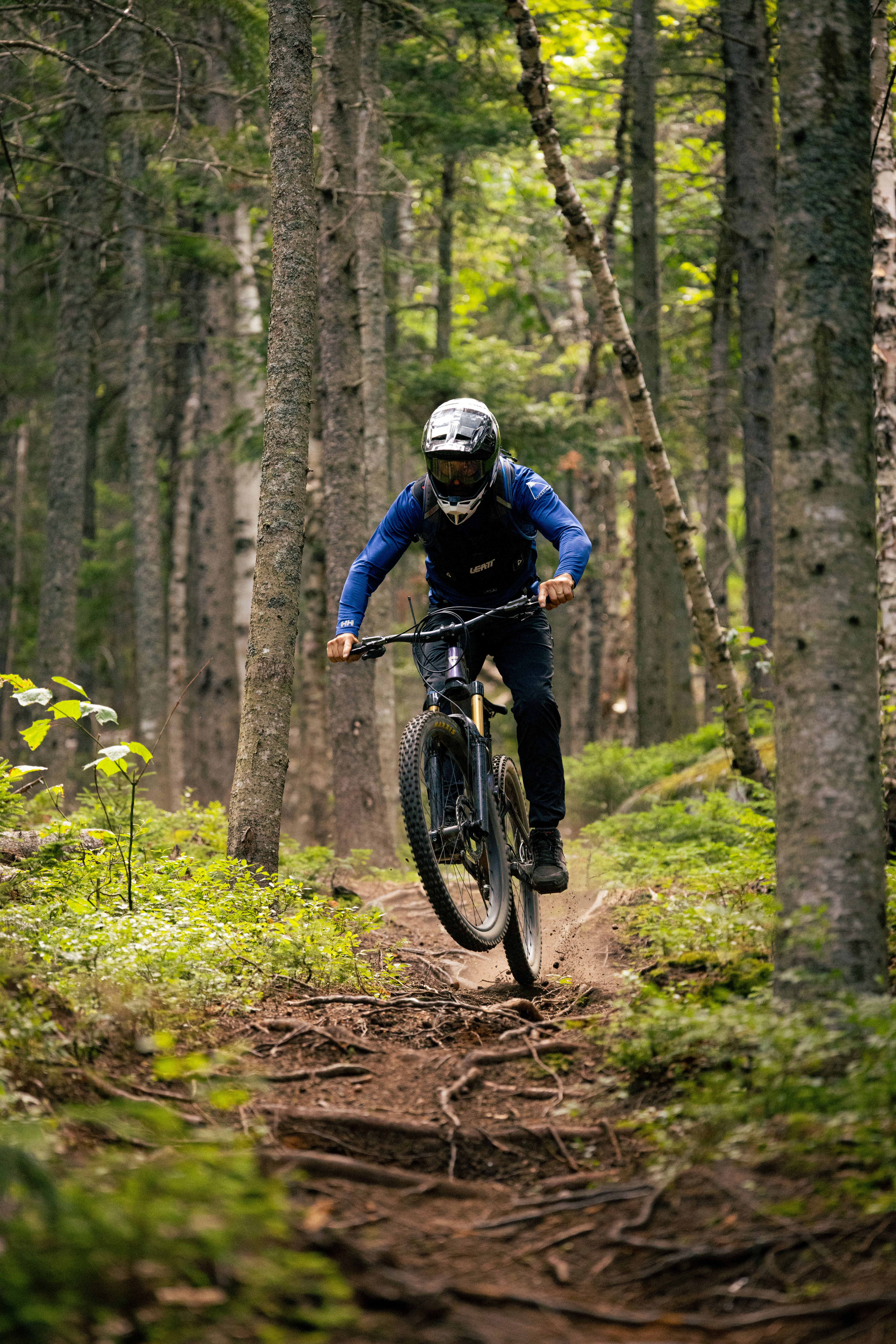 Mountain biker in evergreen forest