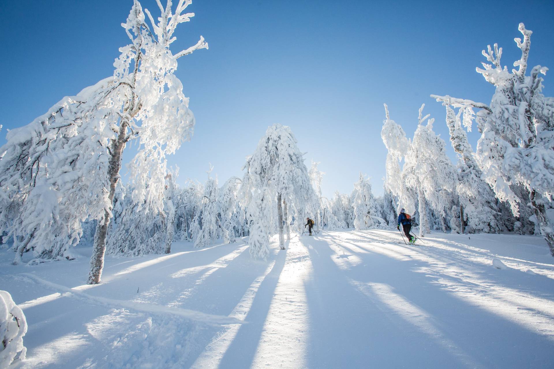 Skiers touring in glades