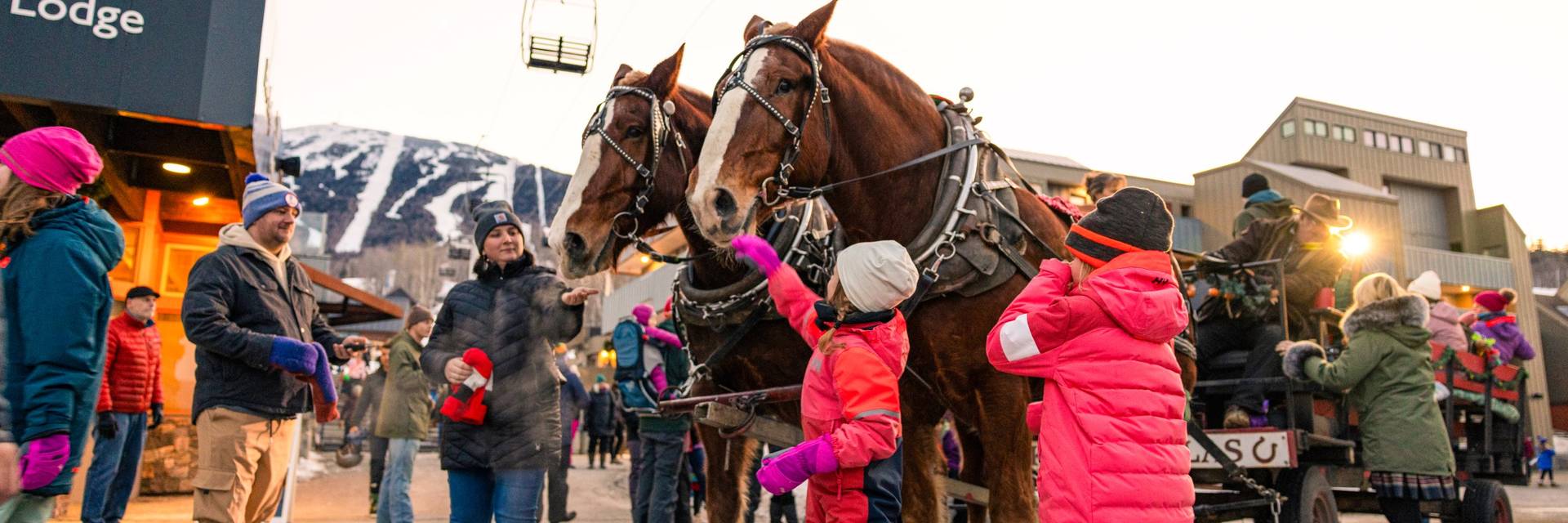 Horse drawn carriage ride
