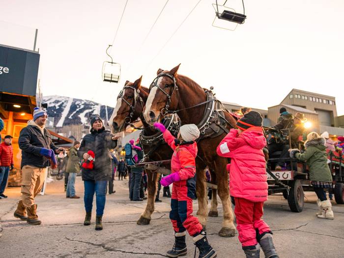 Two beautiful horses getting all the attention