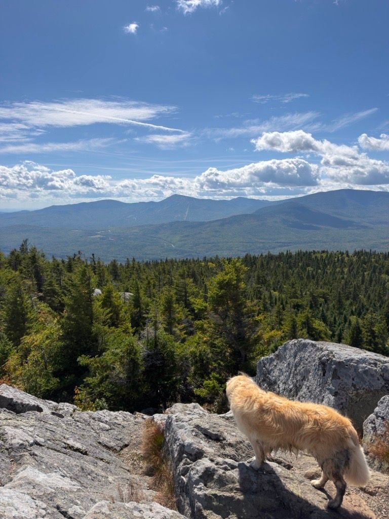 Archie on Bigelow Summit
