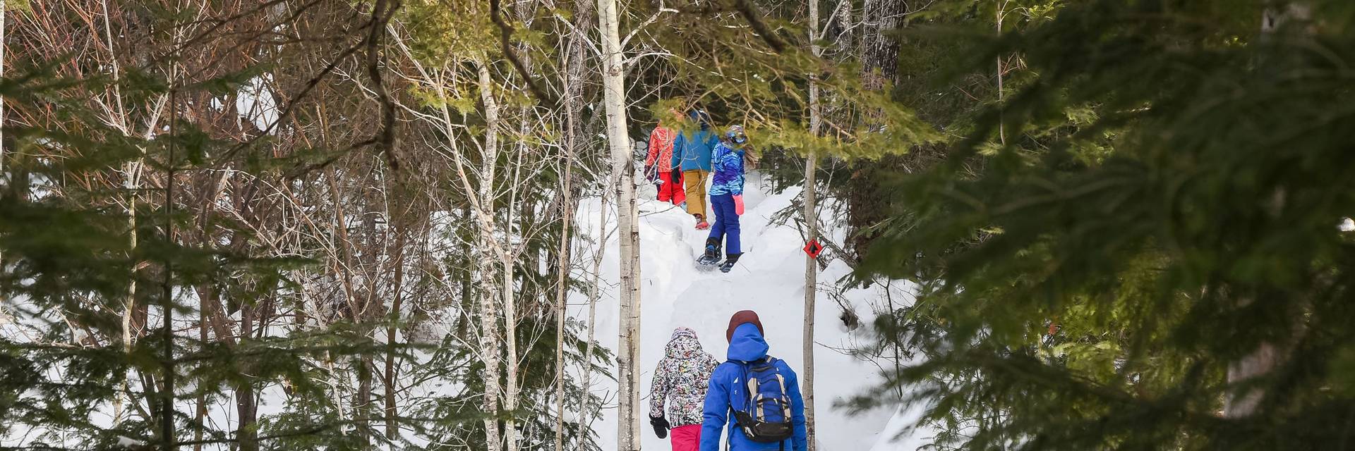 group snowshoeing in the woods