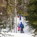 group snowshoeing in the woods