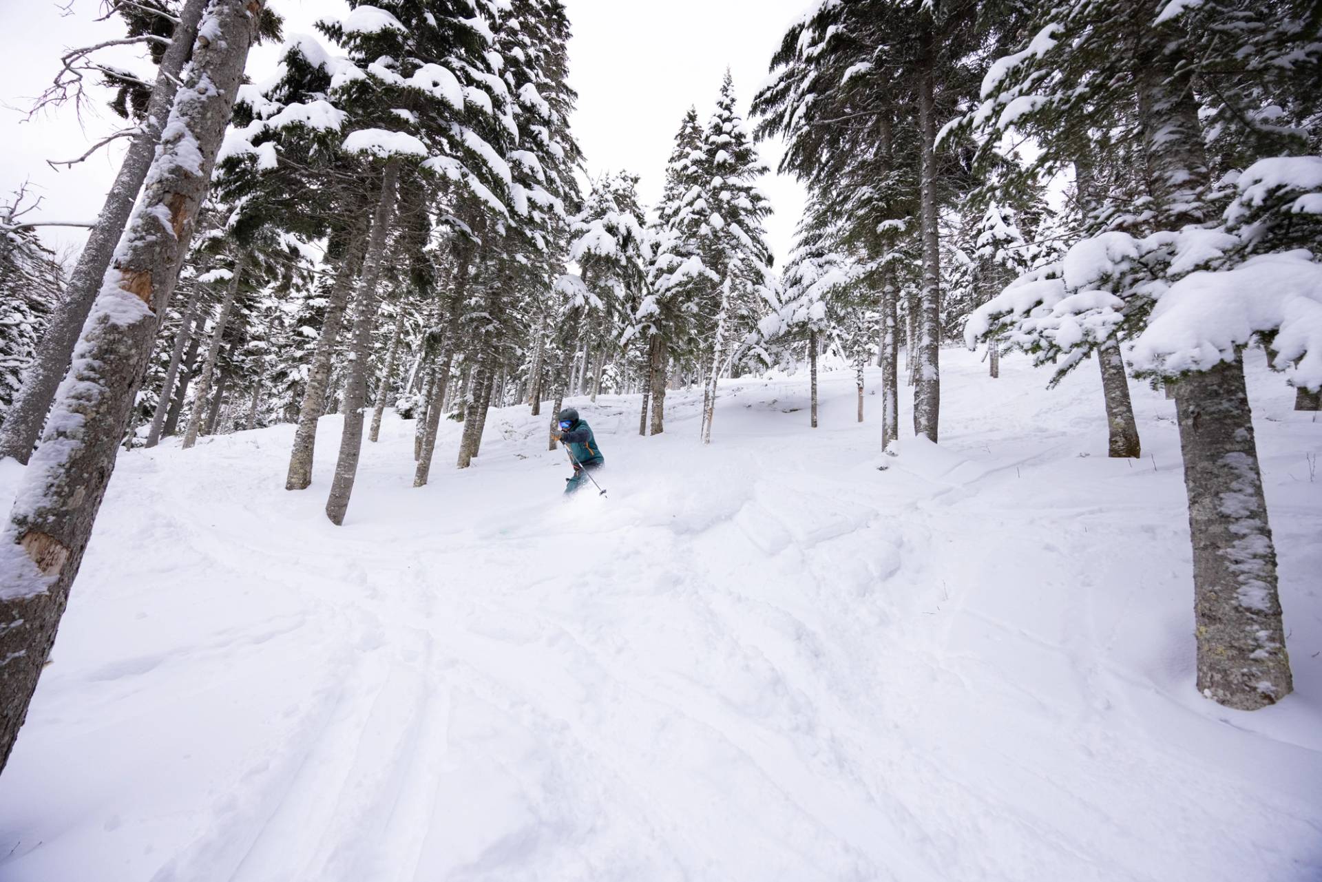 A skier lands in snow between trees