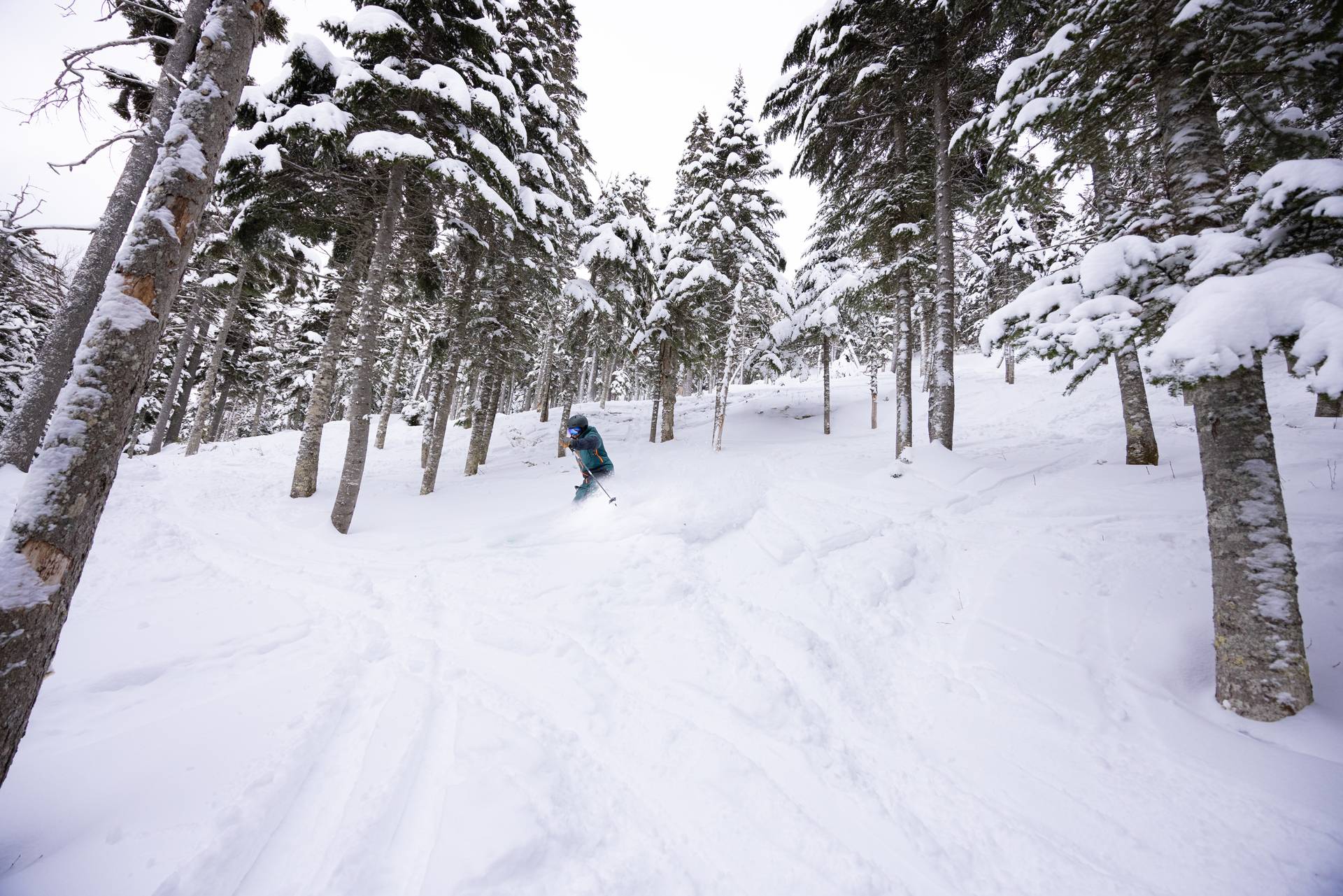 A skier lands in snow between trees