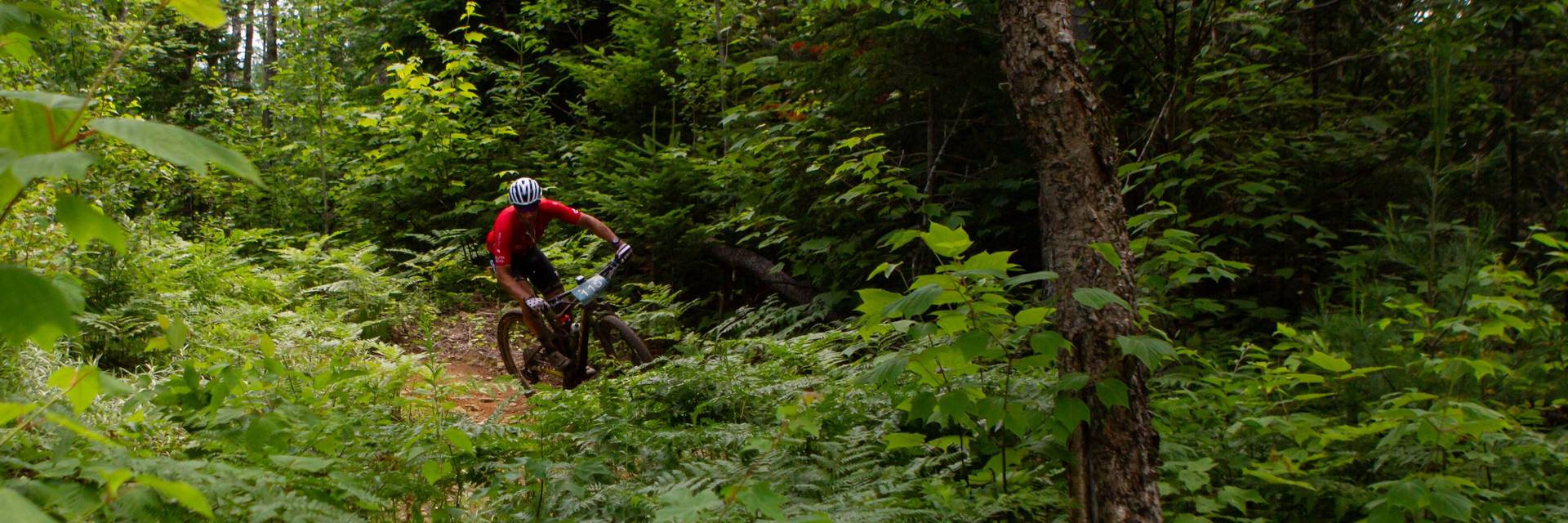 Mountain Biker in the woods