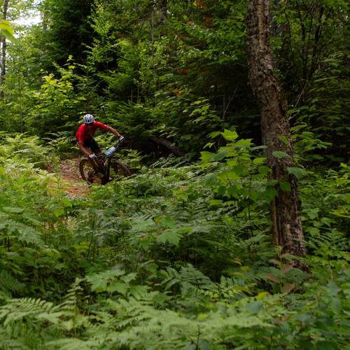 Mountain biker in the woods