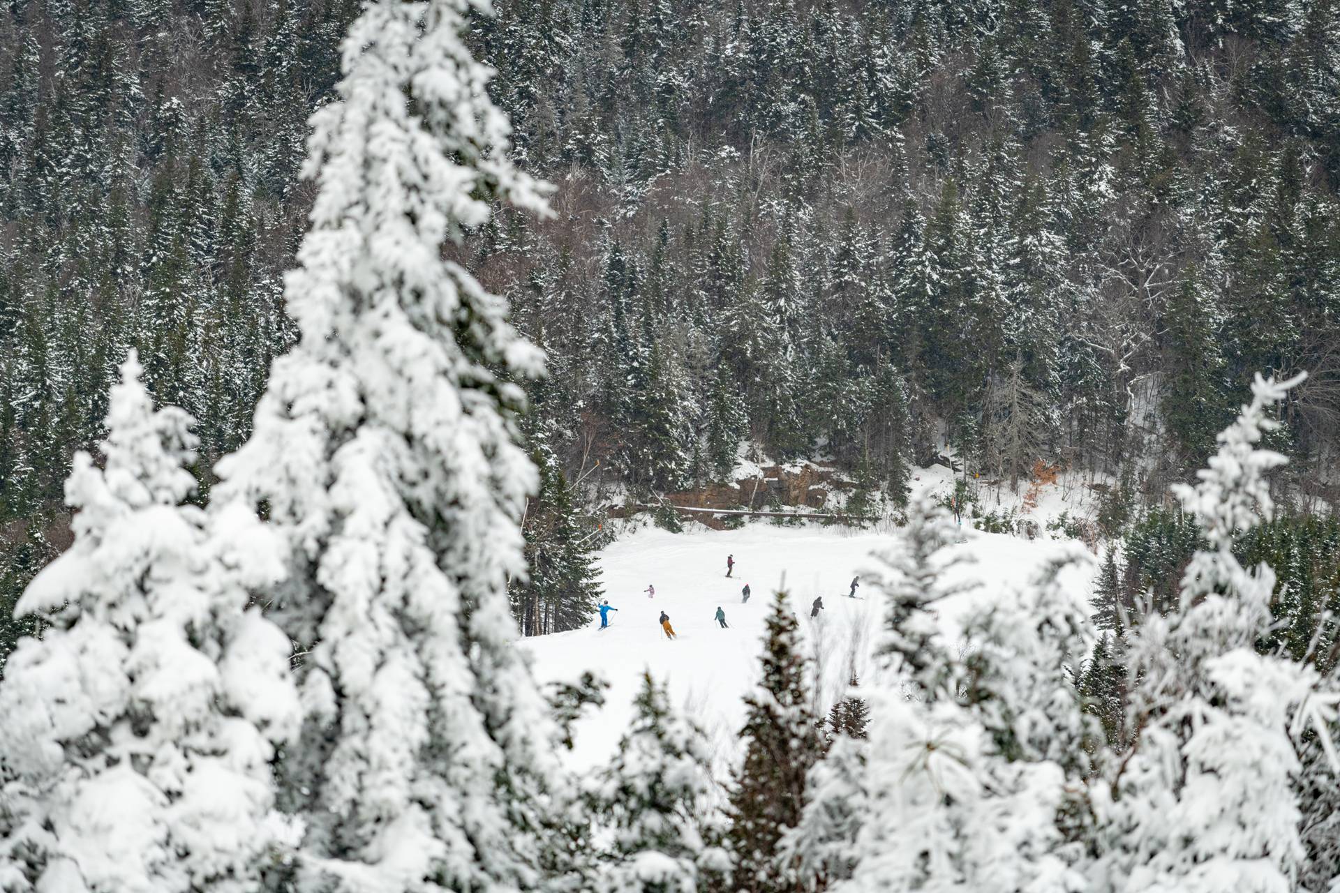 Snowy trees and skiers on a trail.