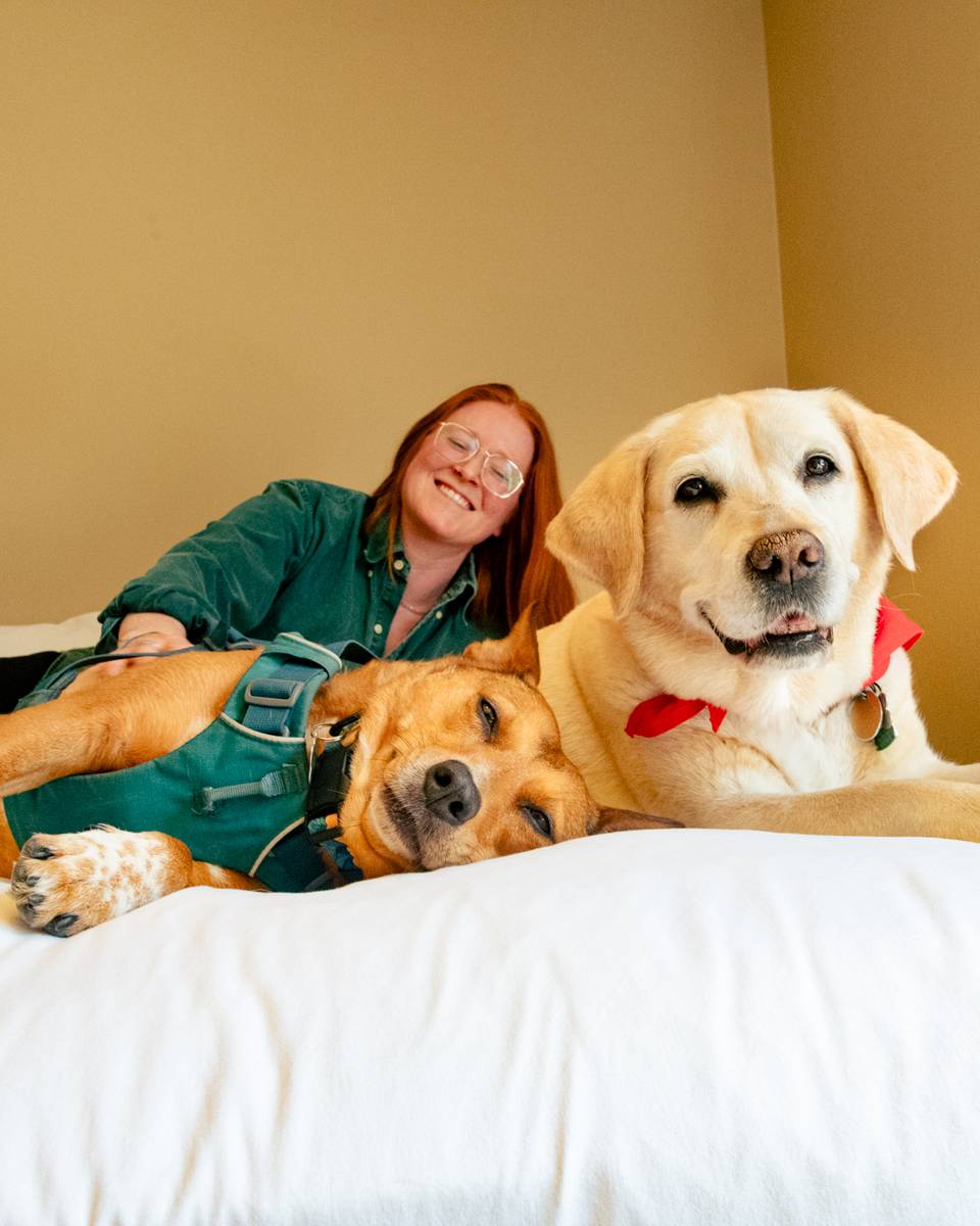 Dogs and a person laying in a bed at Sunday River's Snow Cap Inn.