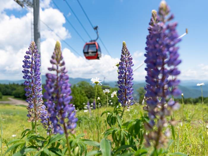 Take a scenic lift ride in the Chondola.