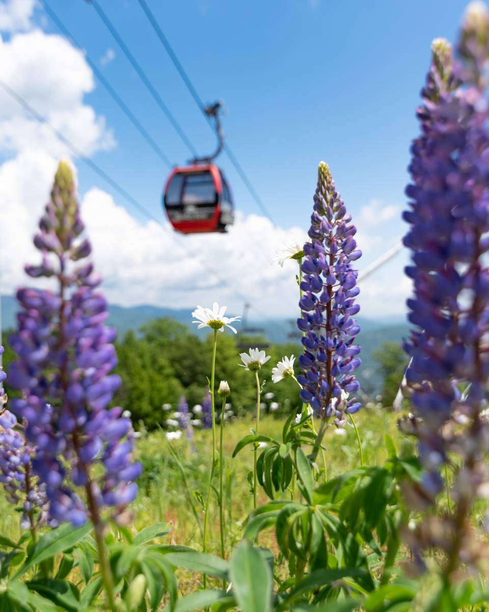 Take a scenic lift ride in the Chondola.