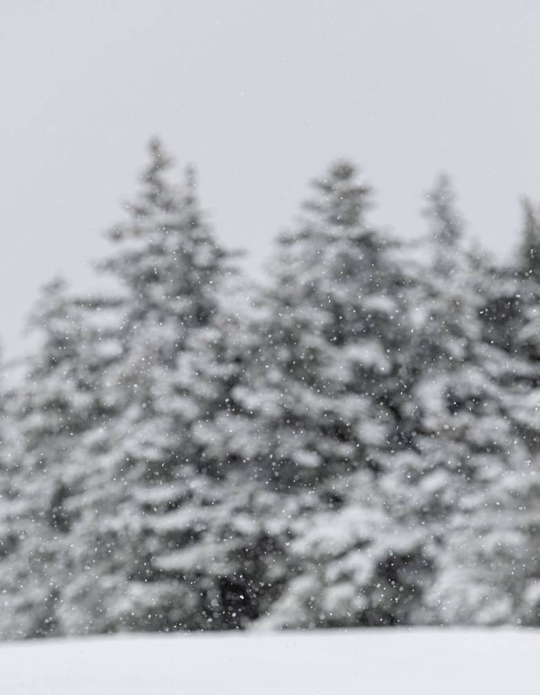 Snow-covered trees on the edge of a ski trail at Sunday River