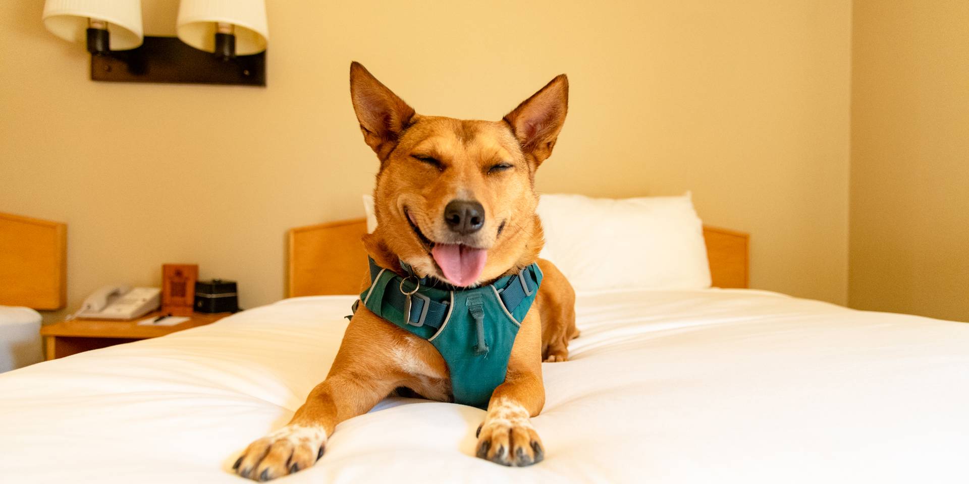 A dog sitting on the bed.