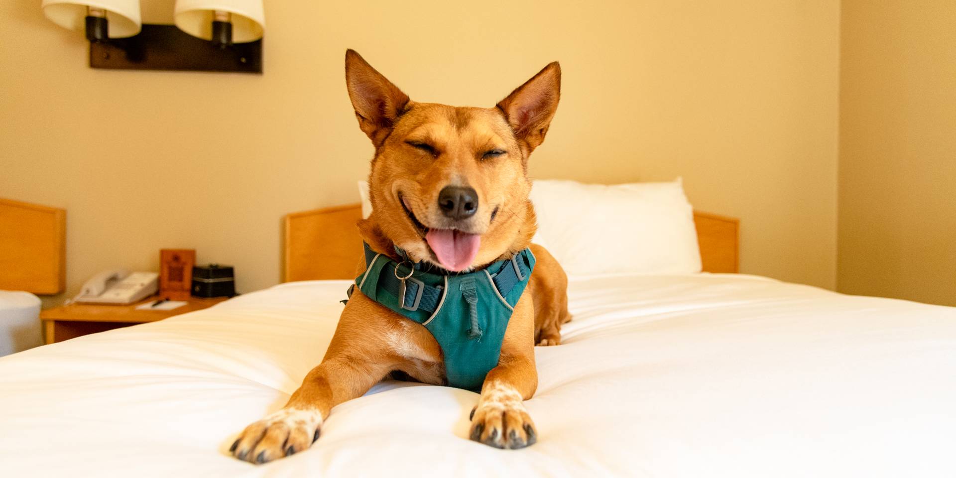 A dog sitting on the bed.