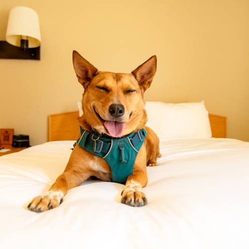 A dog smiling on a bed at the Snow Cap Inn at Sunday River.